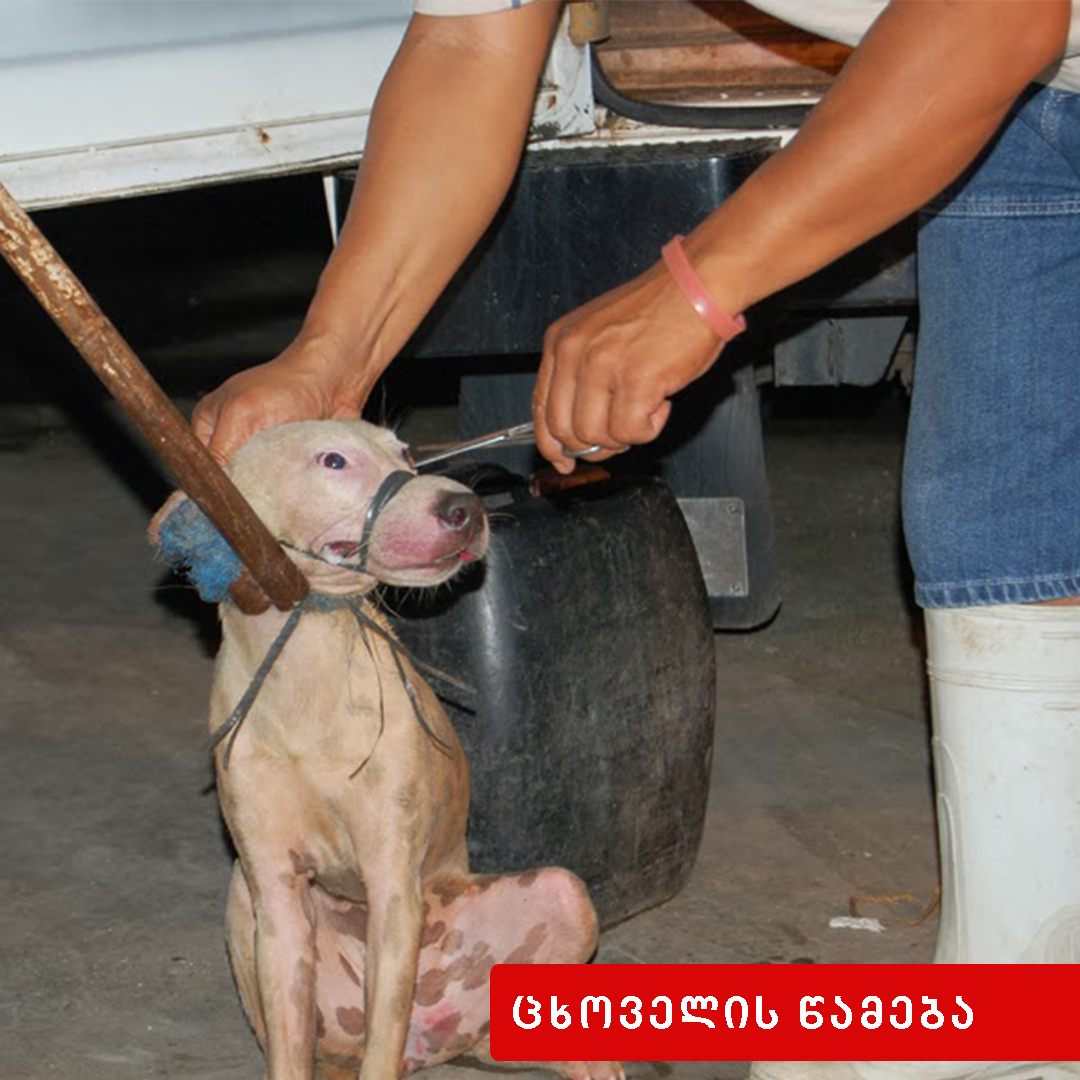 ცხოველის წამება ან მისდამი სასტიკი მოპყრობა