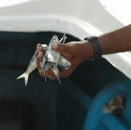 თევზჭერის რეგულირება განსაკუთრებულ ეკონომიკურ ზონაში